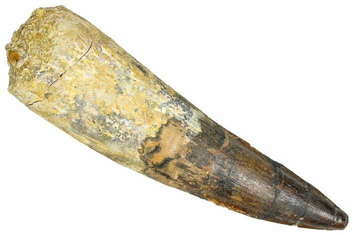 Bargain, Real Fossil Spinosaurus Tooth - Composite Tooth #365670